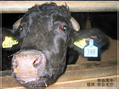 宗谷黒牛は日本最北の牛肉ブランド