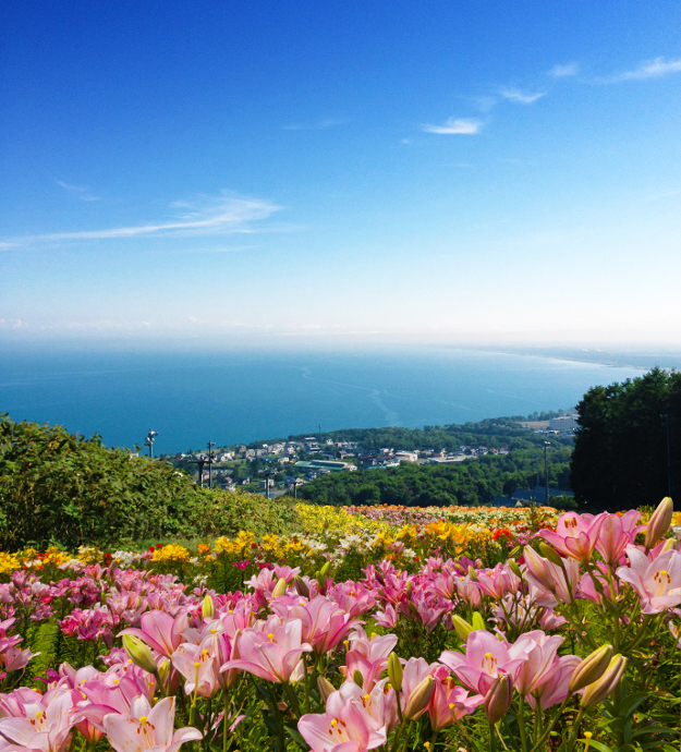 海とユリのコラボは絶景 道内最大級 オーンズ春香山ゆり園 が小樽に誕生 北海道ファンマガジン