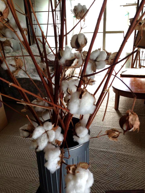 北海道で綿を栽培し10年 広がりをみせる 北限の綿への挑戦 北海道ファンマガジン