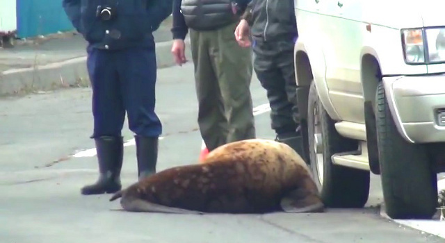 斜里町で珍事 市街地の路上でひなたぼっこするトド現る 北海道ファンマガジン