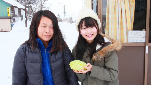 雪の下に眠るキャベツを探せ!札幌で「雪ノ下キャベツ」掘り起し体験