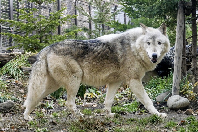 円山動物園のシンリンオオカミは冬場こそ見るべき そのワケとは 北海道ファンマガジン