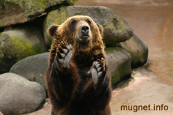 ヒグマ 道内最大の陸上動物 北海道ファンマガジン