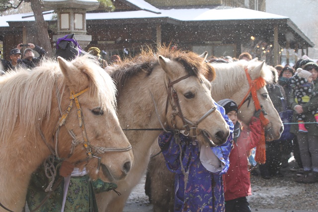 どさんこが石段を駆け上る!函館八幡宮お正月名物「騎馬参拝」