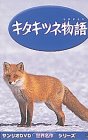 キタキツネ、えさをねだる動物
