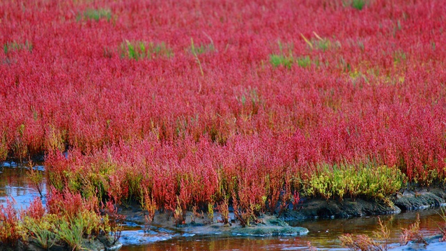 一面赤い絨毯に感激 秋に行くべきオホーツク サンゴ草 群生地５選 北海道ファンマガジン