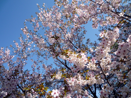 石狩空知の桜スポット