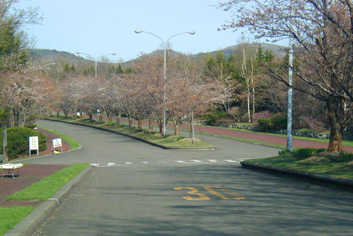 石狩空知の桜スポット