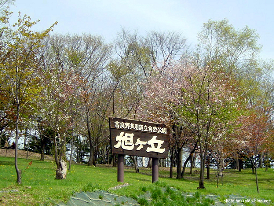 石狩空知の桜スポット