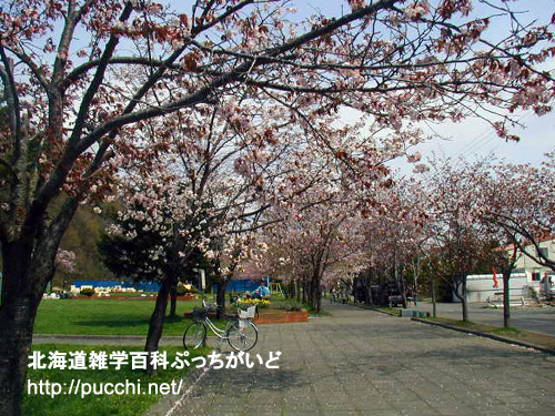石狩空知の桜スポット