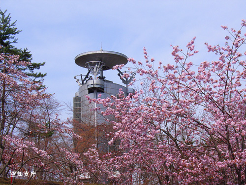 石狩空知の桜スポット