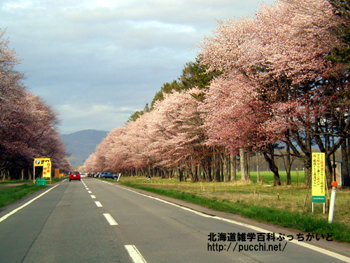 日高胆振の桜スポット