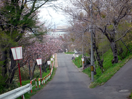 日高胆振の桜スポット