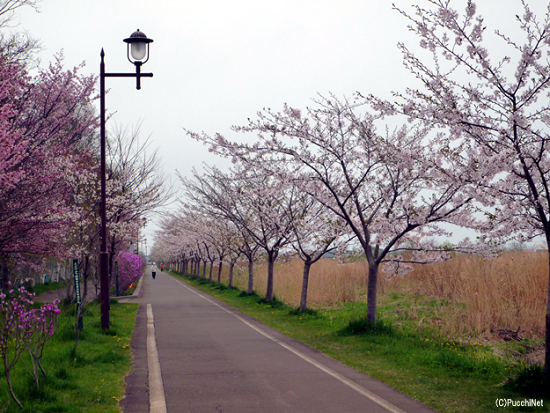 日高胆振の桜スポット