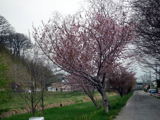 日高胆振の桜スポット