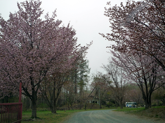 日高胆振の桜スポット