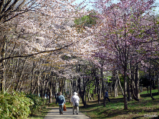 後志の桜スポット