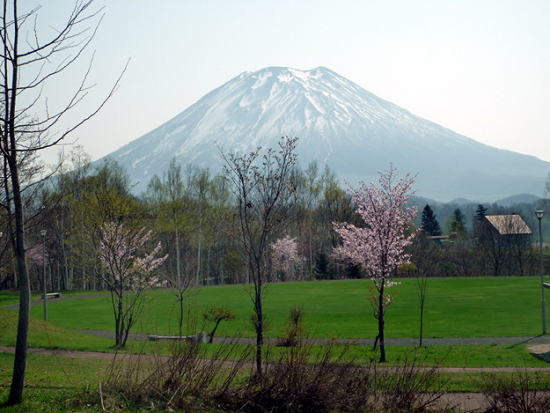 後志の桜スポット