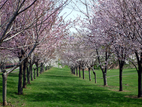 後志の桜スポット