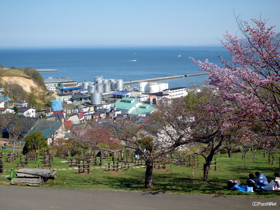後志の桜スポット