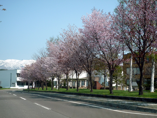 後志の桜スポット