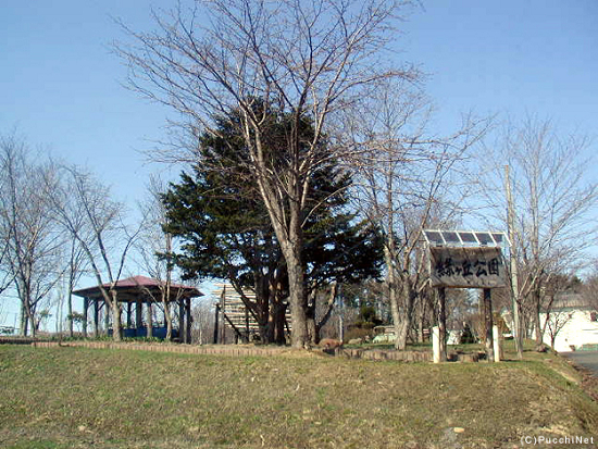 道北の桜スポット