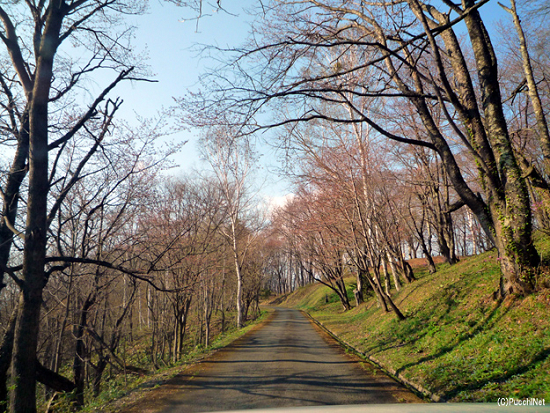 道北の桜スポット