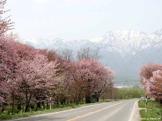 道北の桜スポット
