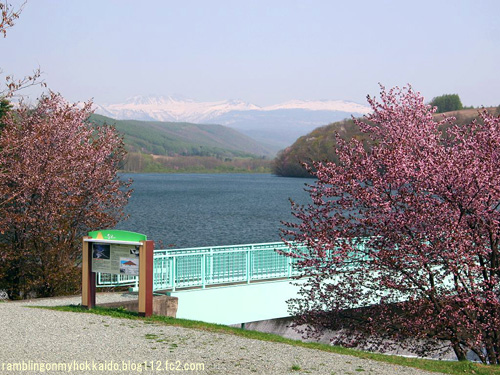 道北の桜スポット