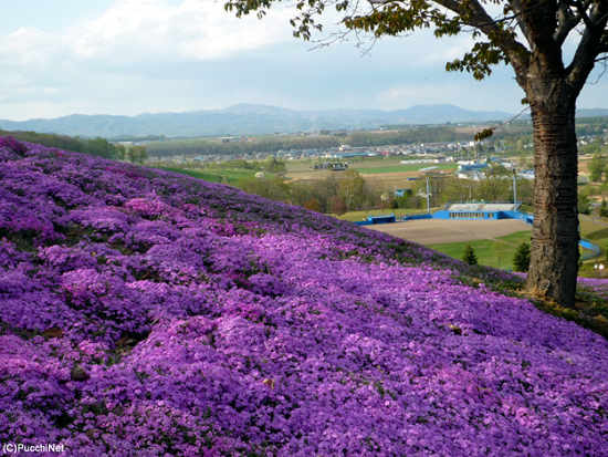 道東の桜スポット