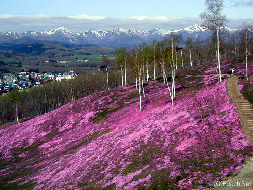 道東の桜スポット