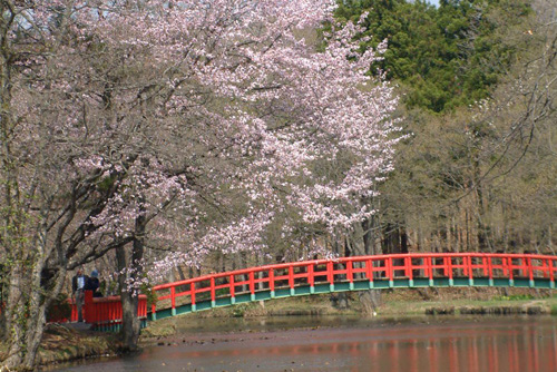 道南の桜スポット
