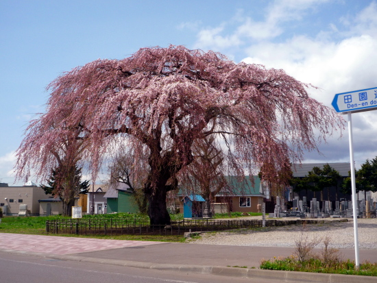道南の桜スポット