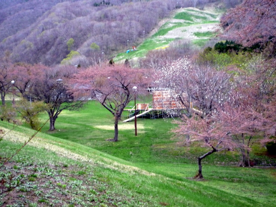 道南の桜スポット