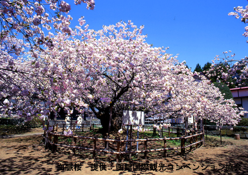 道南の桜スポット