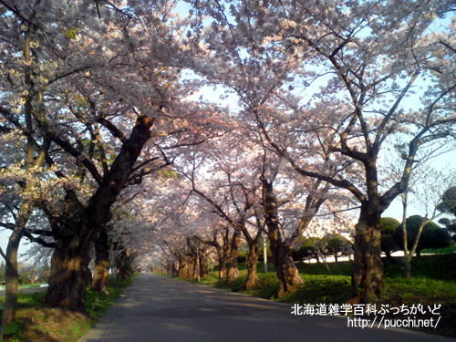 道南の桜スポット