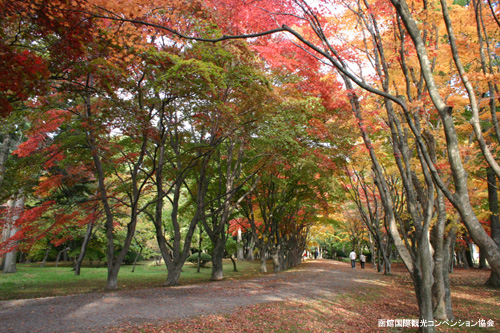道南の桜スポット