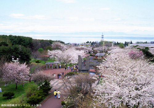 道南の桜スポット