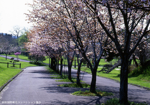 道南の桜スポット