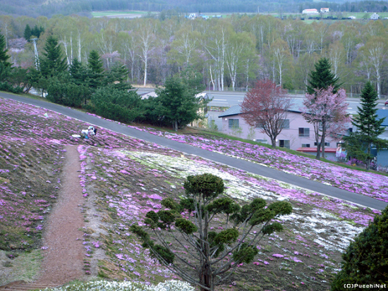 道東の桜スポット