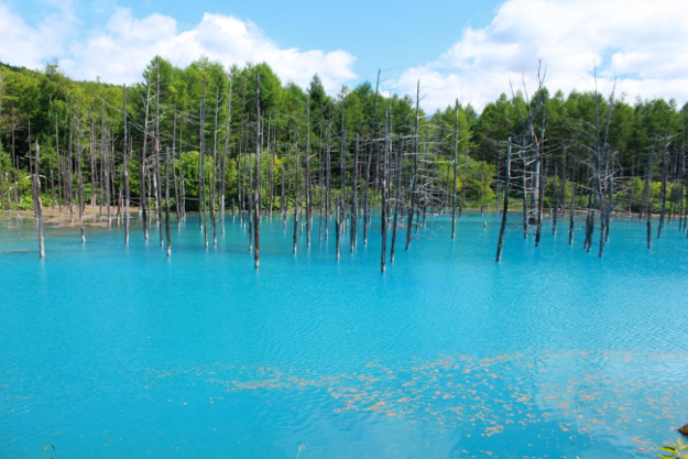 美瑛 青い池 とは アップルが壁紙に採用し世界的名所に 北海道ファンマガジン