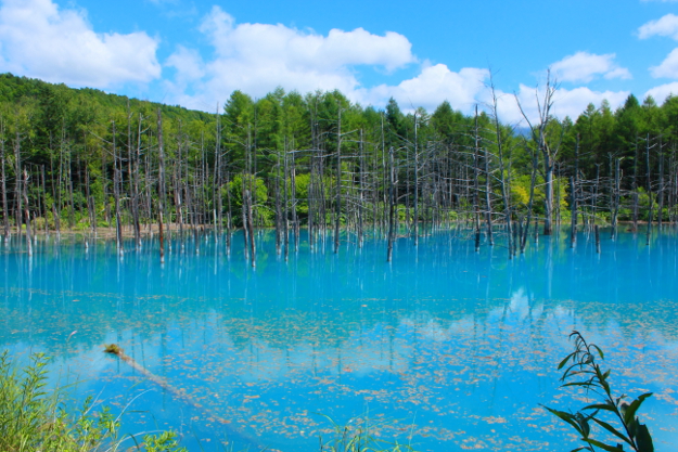 アップルが壁紙に採用 今や世界的名所となった 青い池 北海道ファンマガジン
