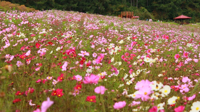 日本最大級のコスモス畑に感動 丘一面ピンクの遠軽コスモス園 北海道ファンマガジン