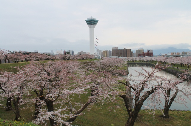 地元函館市民が指南―五稜郭公園の桜は様々な高さから眺めて楽しもう!