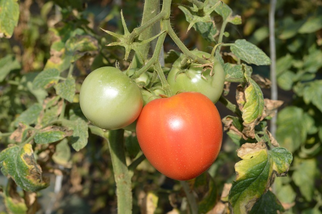 シーズン真っ最中! 旭川「谷口農場」で有機栽培トマトもぎとり体験!