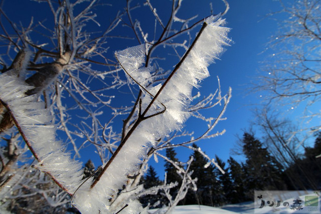氷の結晶が木の葉のよう 森つべつ支配人が撮った霧氷が芸術的すぎる 北海道ファンマガジン