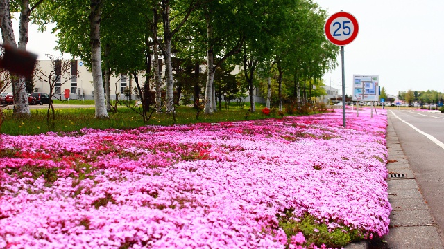 奈井江町に知られざる芝桜スポットがある？毎年「芝桜まつり」も開催