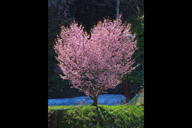 150周年迎えた定山渓温泉にハート形の桜の木が!? 観光協会もビックリ