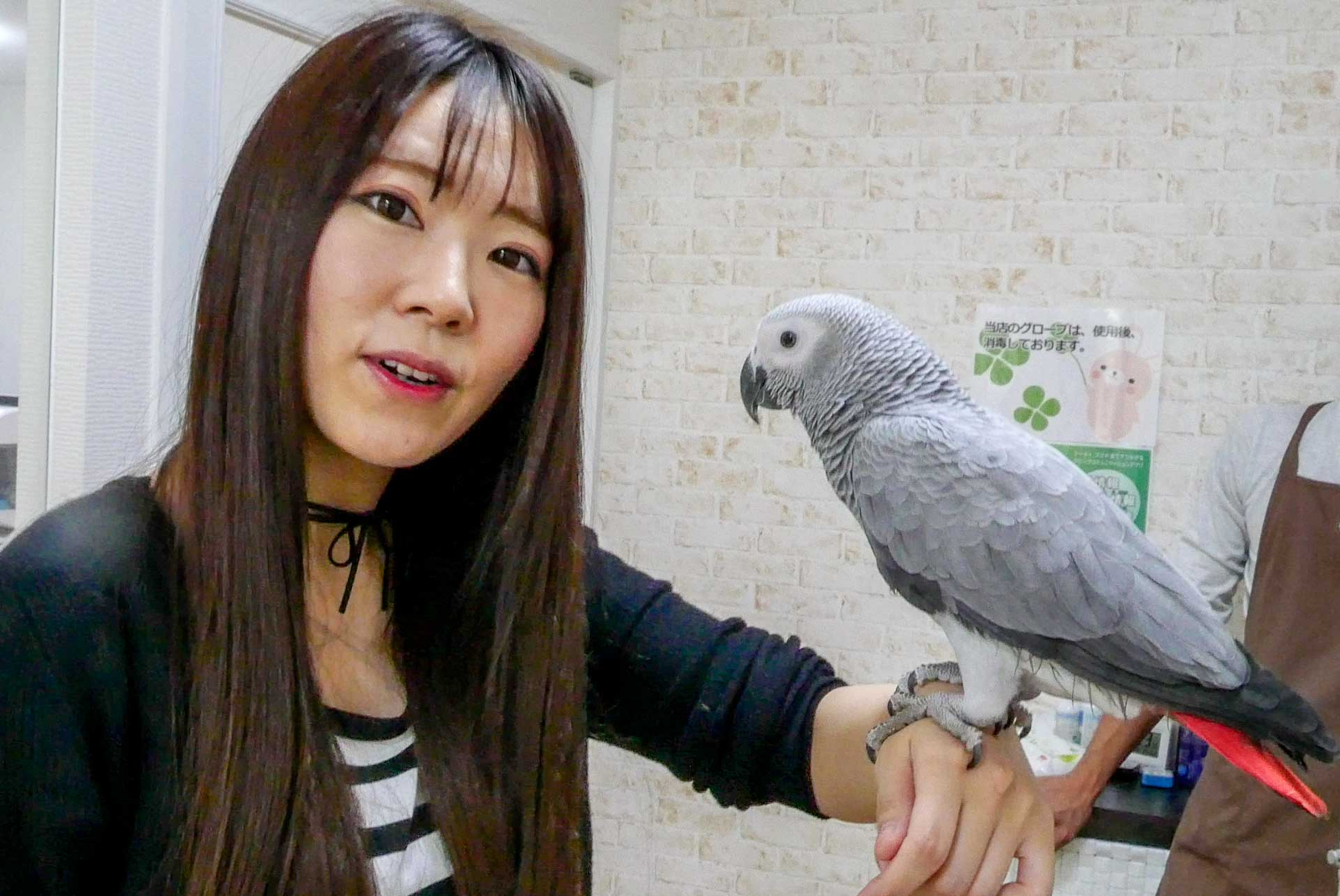 札幌 狸小路でかわいい小動物たちと触れ合う 札幌 あにまるかふぇ 北海道ファンマガジン