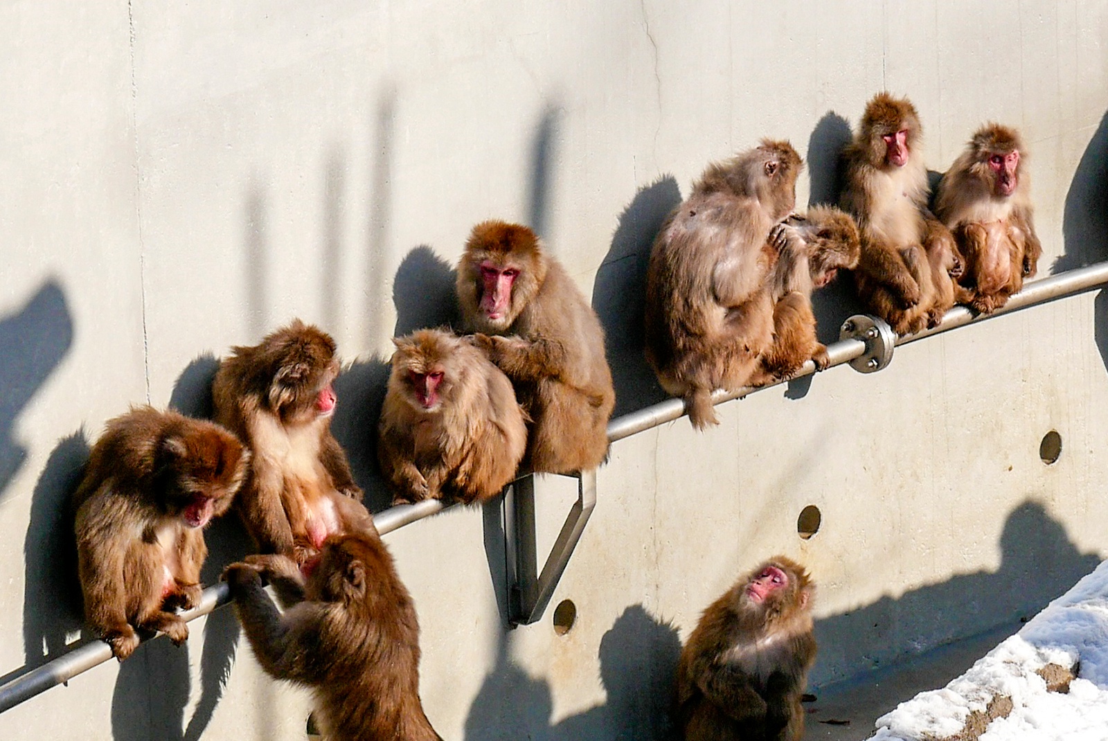 冬は猿団子に注目！円山動物園のサル山で65頭のニホンザルに会おう！